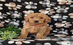 Cockapoo dogs for sale: Ferguson - Image 2
