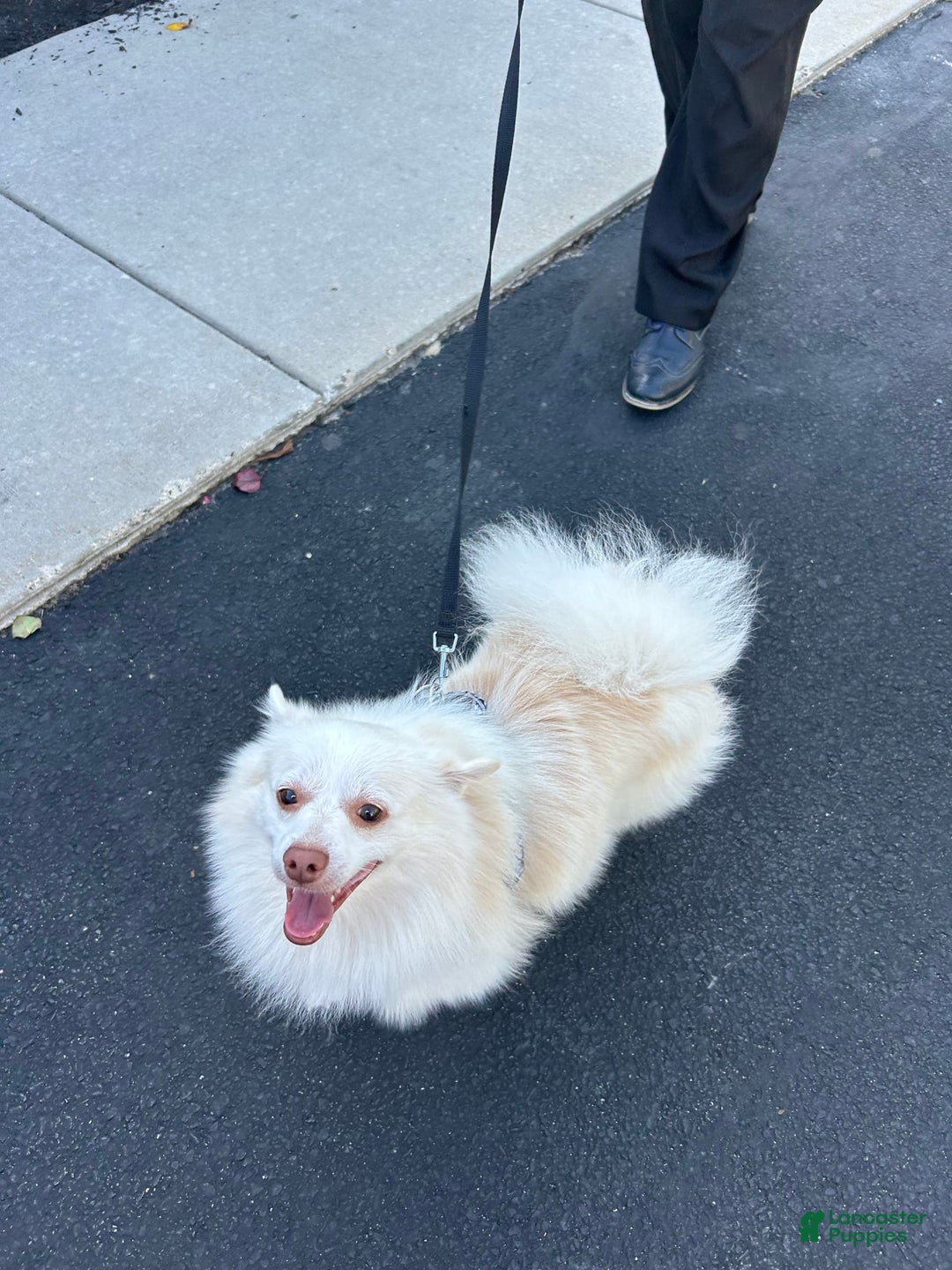 Pomchi dogs for sale: Damon - Image 3