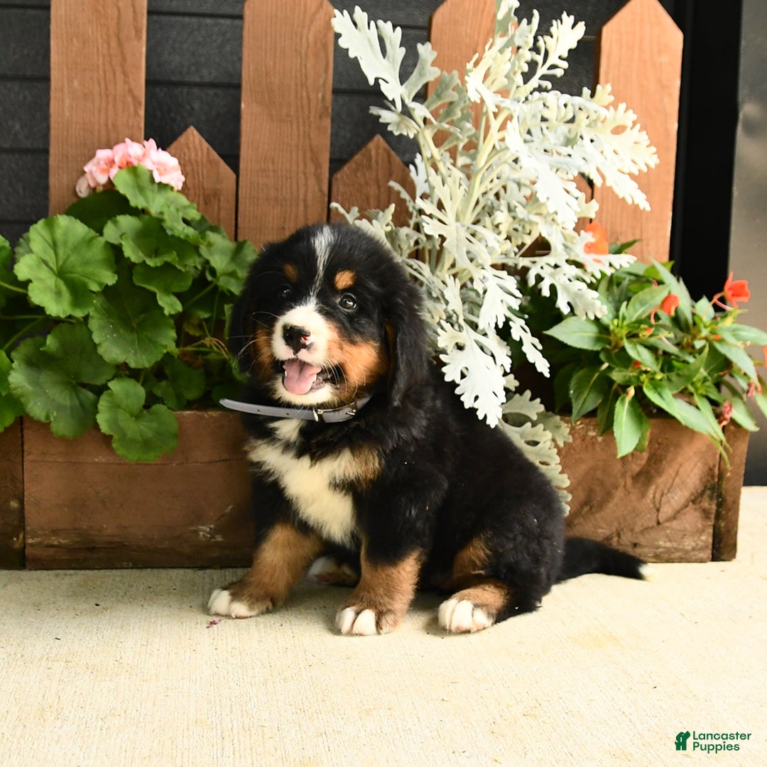 Bernese Mountain Dog dogs for sale: Meadow - Image 4