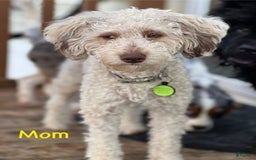 Cavapoo dogs for sale: Shortcake - Image 5