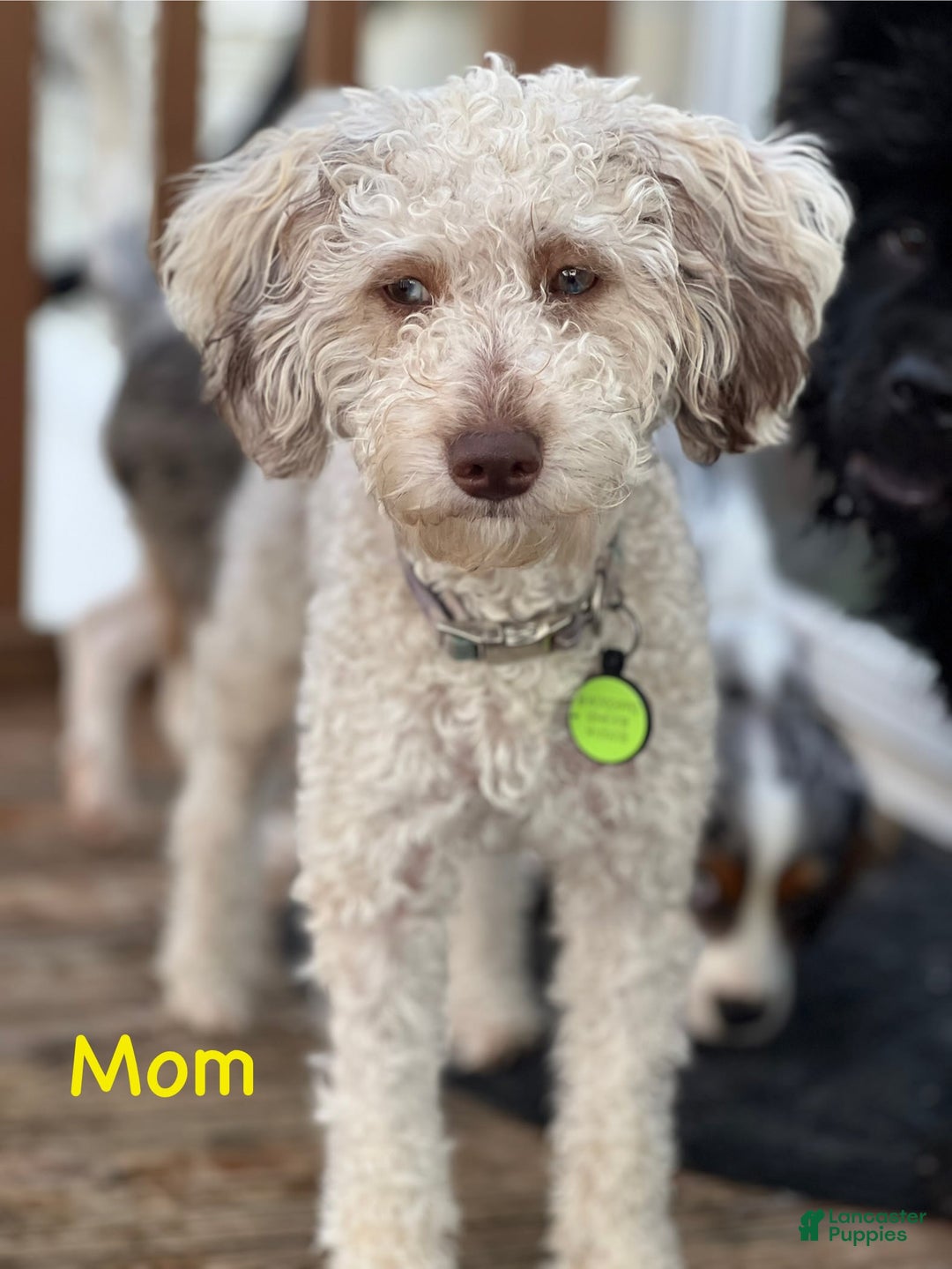 Cavapoo dogs for sale: Shortcake - Image 5