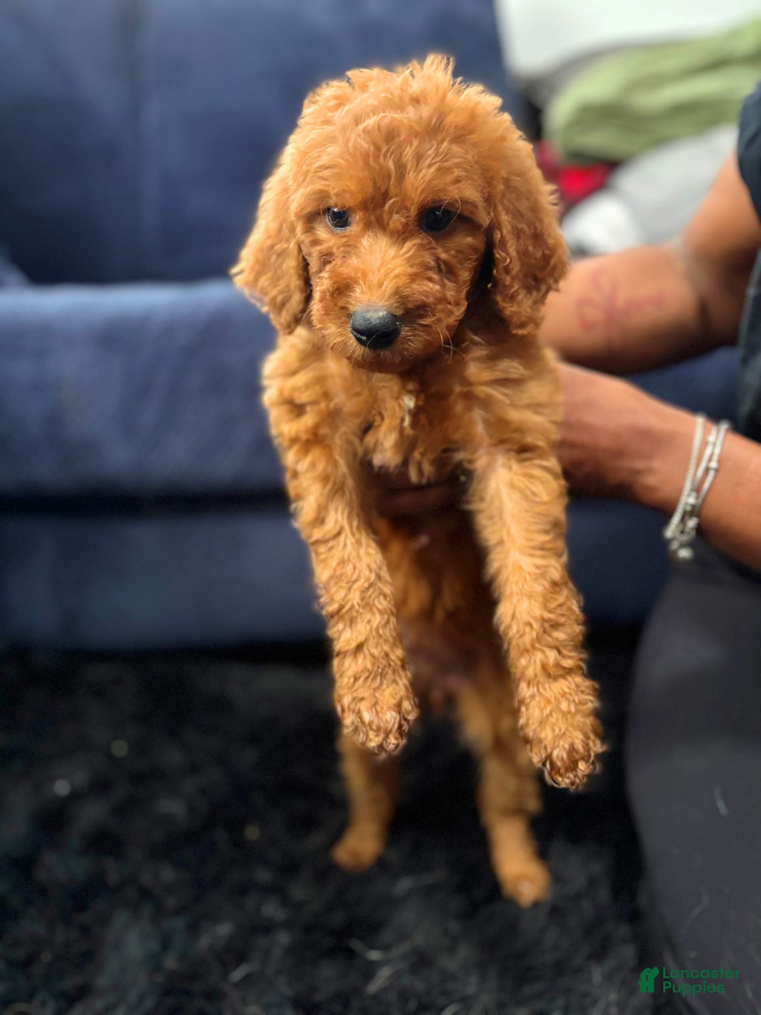 Mini Goldendoodle dogs for sale: Kelly - Image 3