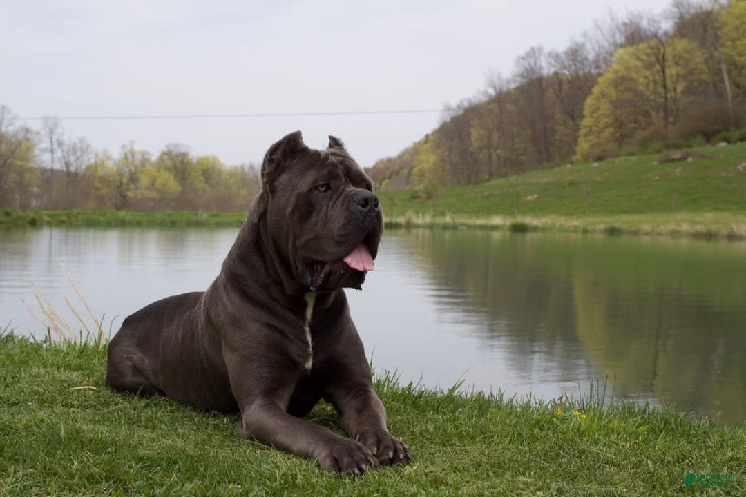 Cane Corso dogs for sale: Chief - Image 1