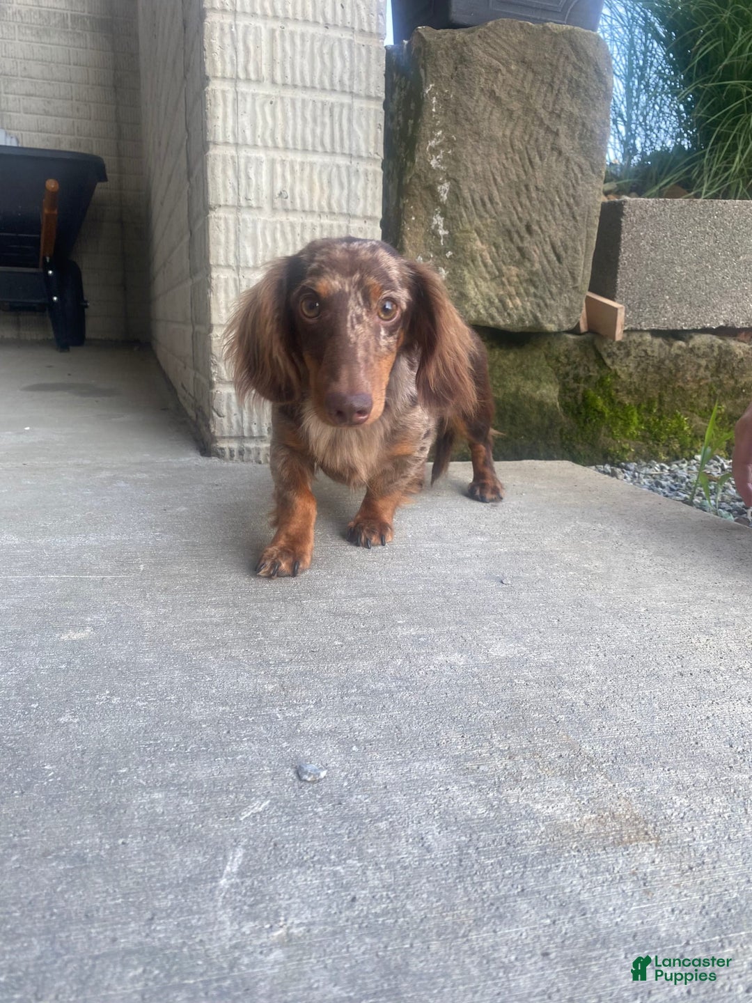 Miniature Dachshund dogs for sale: Beans - Image 15