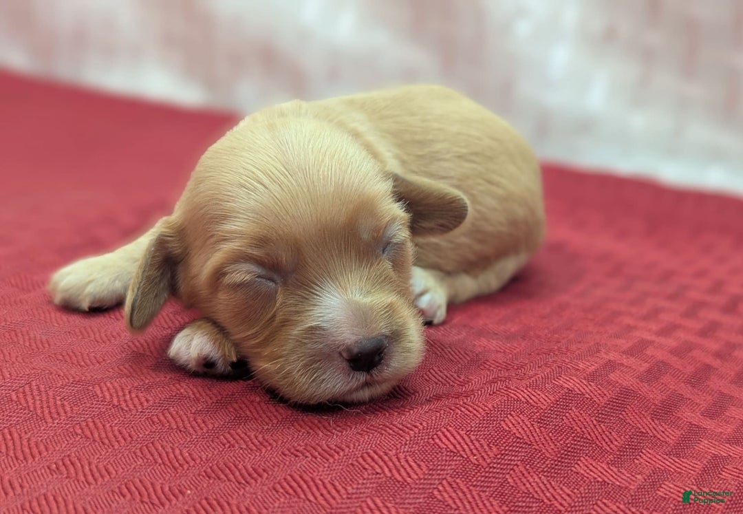 Cockapoo dogs for sale: Ruffnut - Image 16