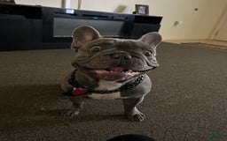 French Bulldog dogs for stud: Plumber - Image 2