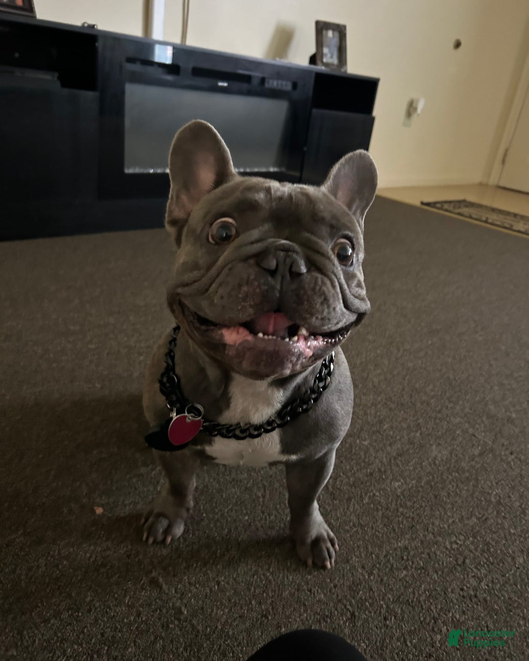 French Bulldog dogs for stud: Plumber - Image 2