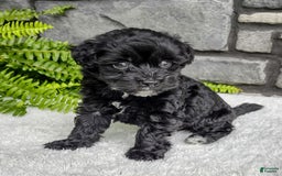 Havapoo dogs for sale: Ace - Image 4