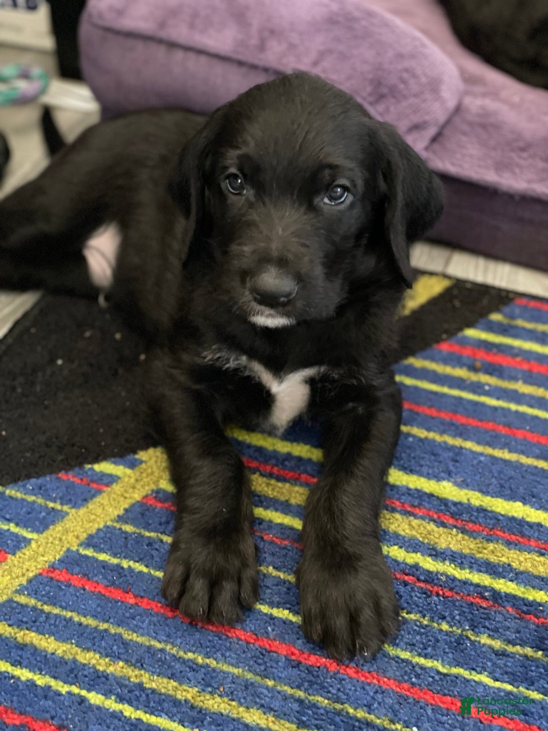 Great Dane dogs for sale: Raven - Image 2