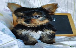 Yorkshire Terrier dogs for sale: Vinny - Image 5