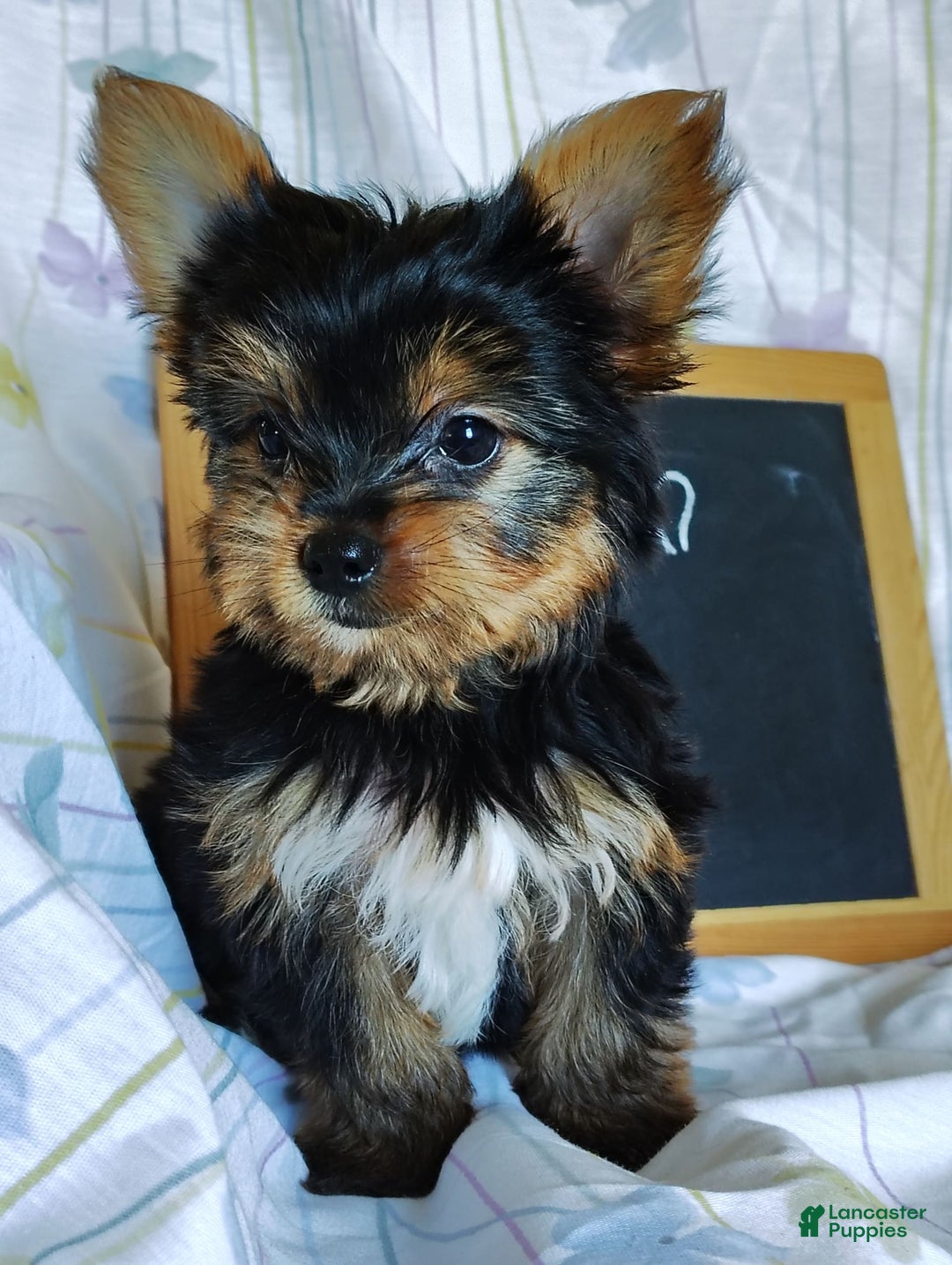 Yorkshire Terrier dogs for sale: Vinny - Image 5