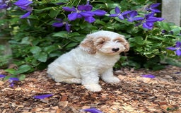 Mini Goldendoodle dogs for sale: Fluffy - Image 1