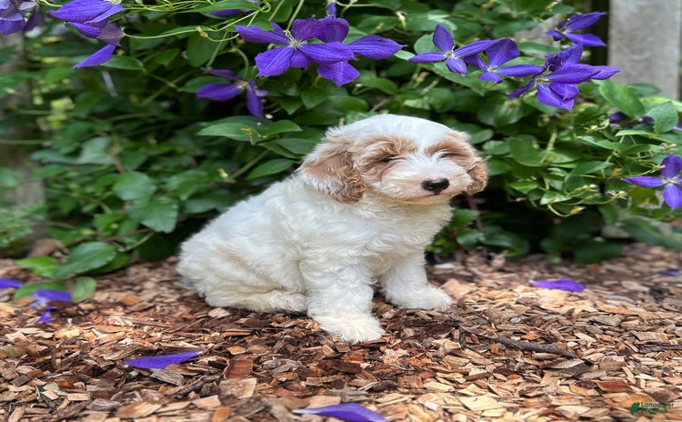 Mini Goldendoodle dogs for sale - Ad 2
