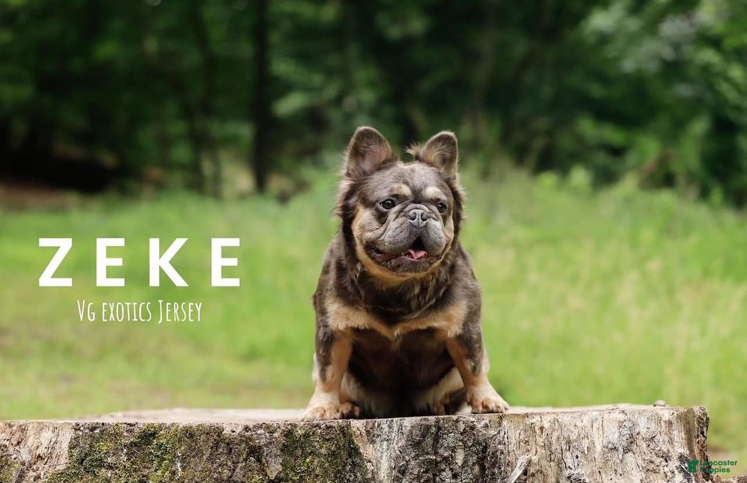 French Bulldog dogs for sale: Lucy - Image 8