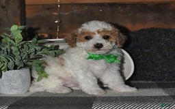 Lhasapoo dogs for sale: Cobi - Image 7