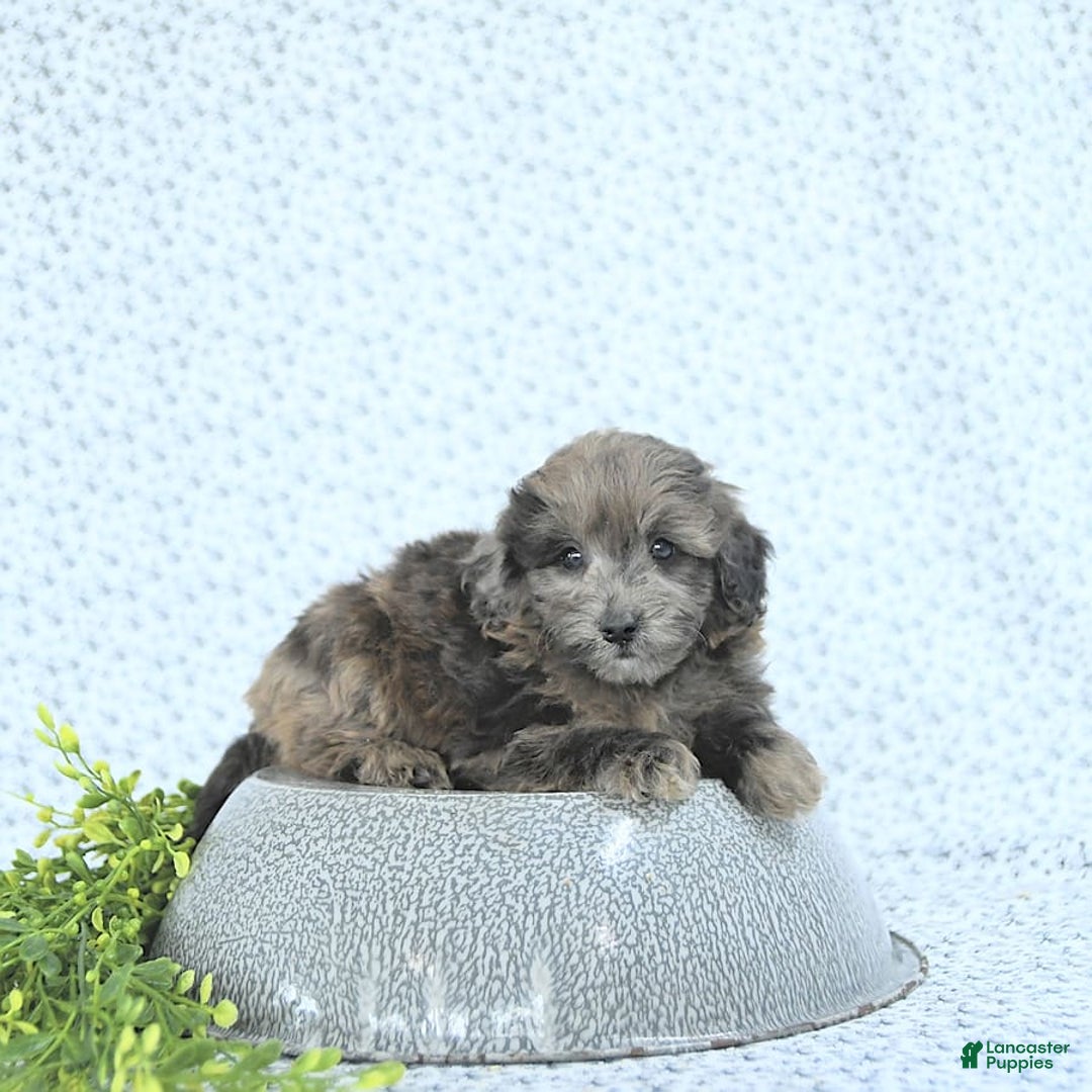 Mini Goldendoodle dogs for sale: Kai - Image 10