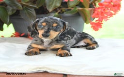 Miniature Dachshund dogs for sale: Nicholas - Image 5