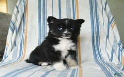 Pomsky dogs for sale: Hudson - Image 3