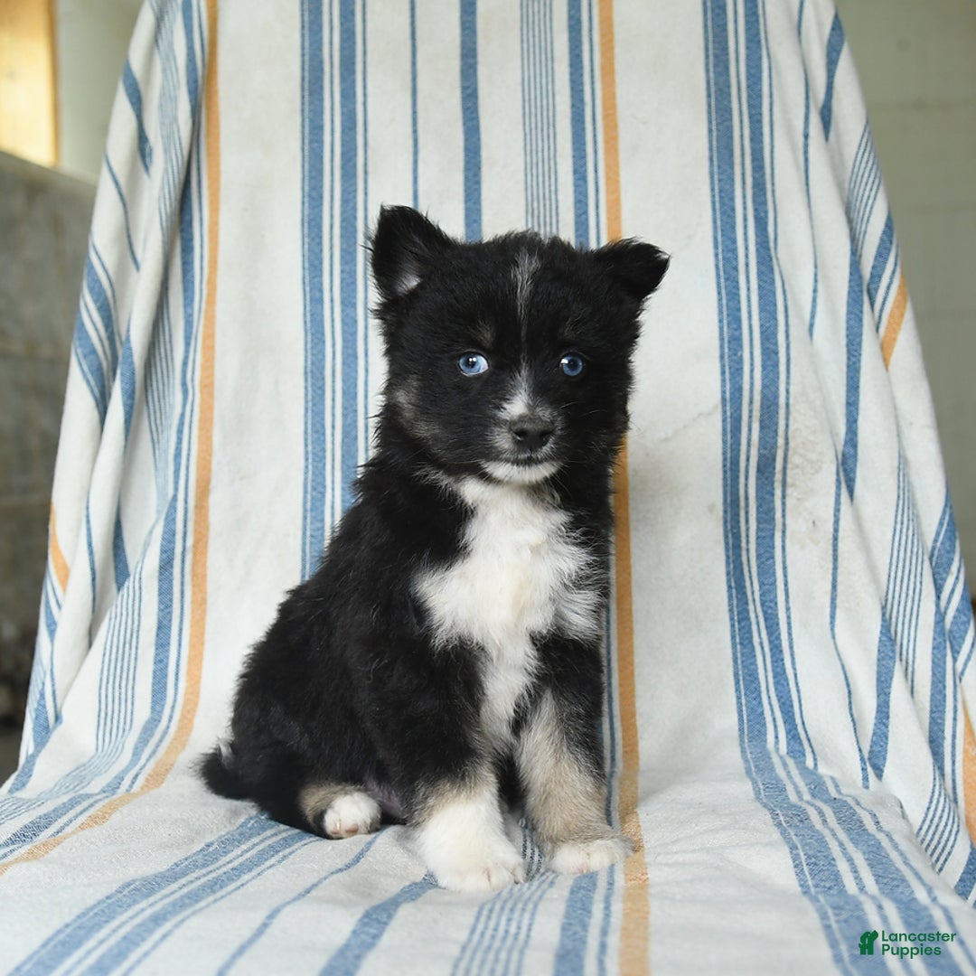 Pomsky dogs for sale: Hudson - Image 3