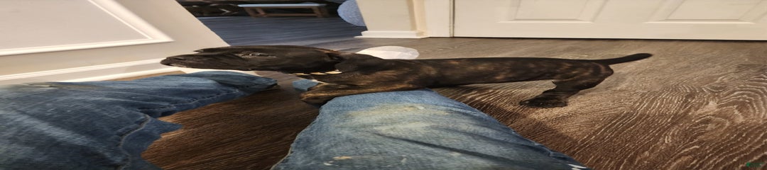 Brindle female