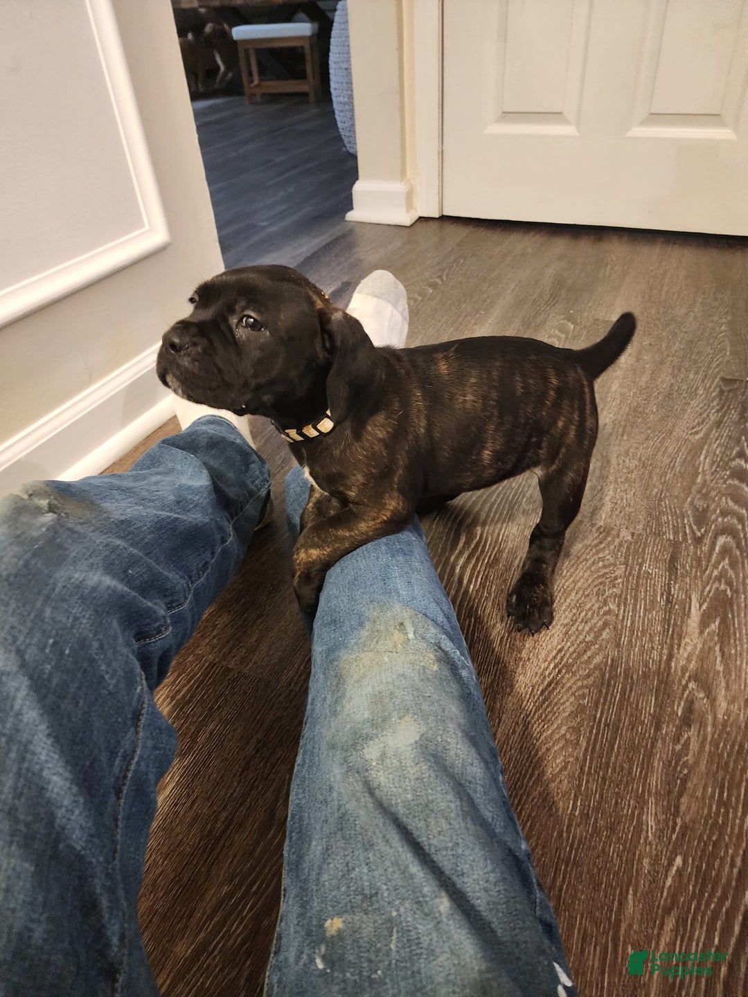 Cane Corso dogs for sale: Cane Corso 8 puppies - Image 1