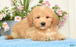 Bichpoo dogs for sale: Shawn - Image 6