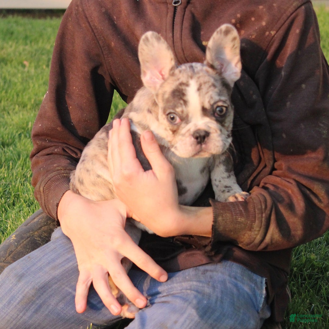 French Bulldog dogs for sale: French Bulldog 2 puppies - Image 10