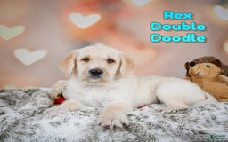 Labradoodle dogs for sale: Rex - Image 1