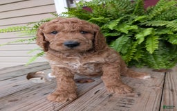 Goldendoodle dogs for sale: Maggie - Image 22