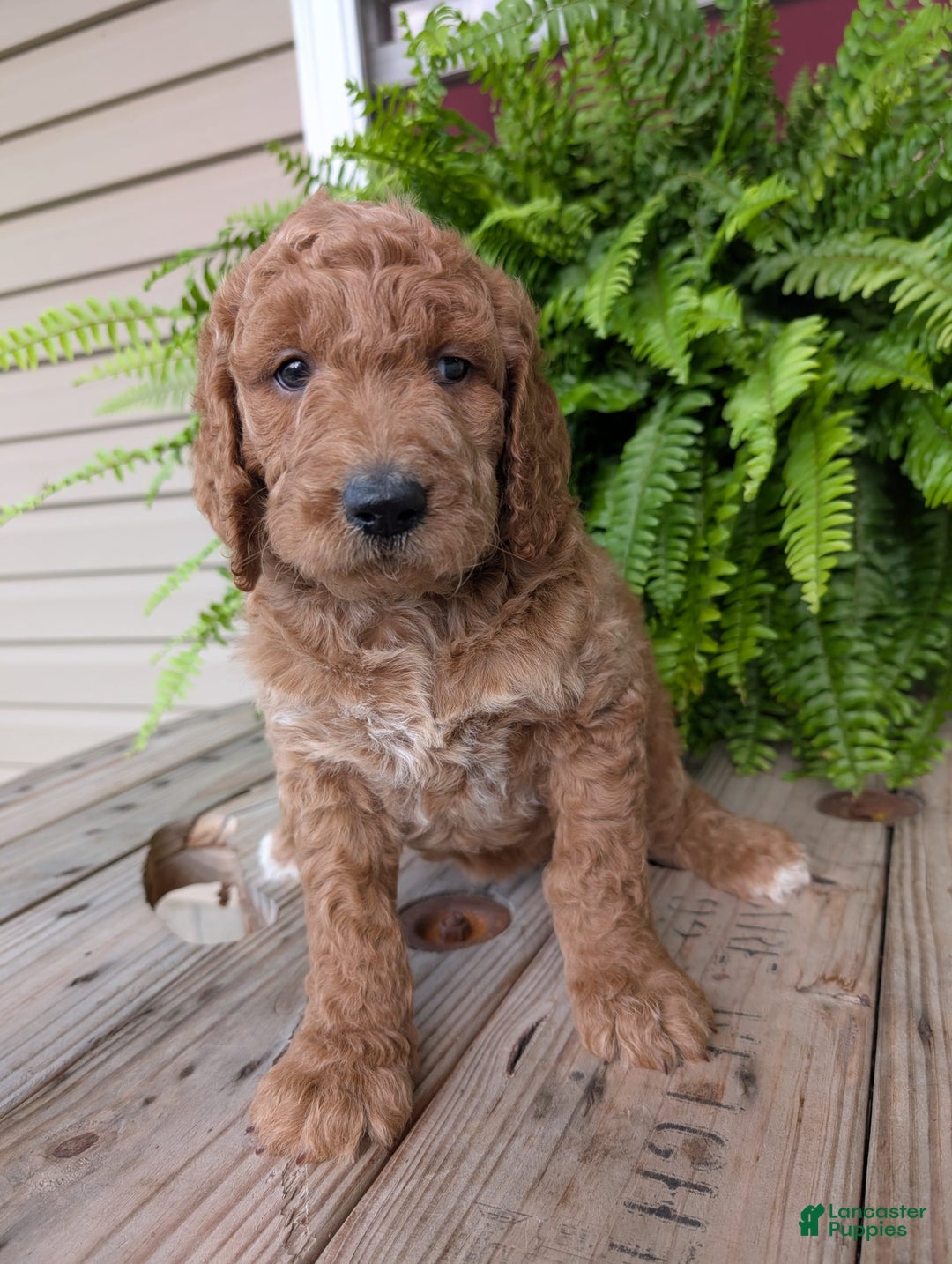 Goldendoodle dogs for sale: Maggie - Image 22