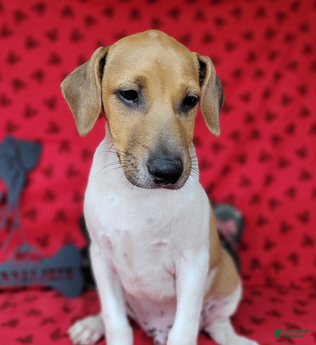 Jack Russell Terrier dogs for sale: Jack Russell Terrier Pike - Image 11