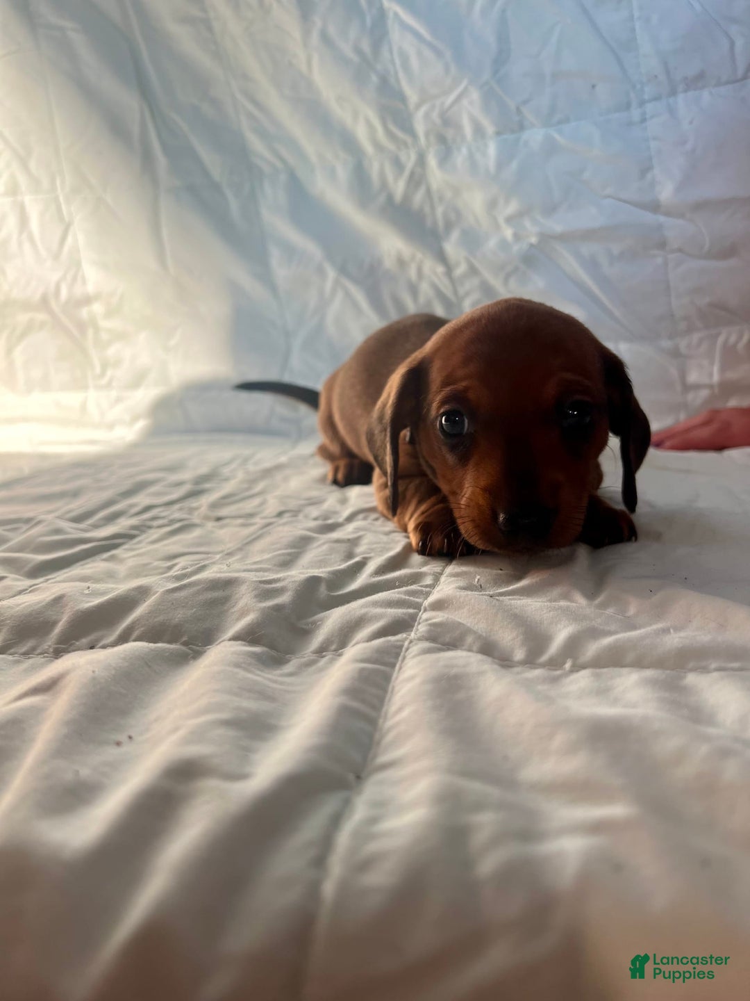 Dachshund dogs for sale: Brittney - Image 5