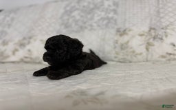 Shihpoo dogs for sale: Lucky - Image 5