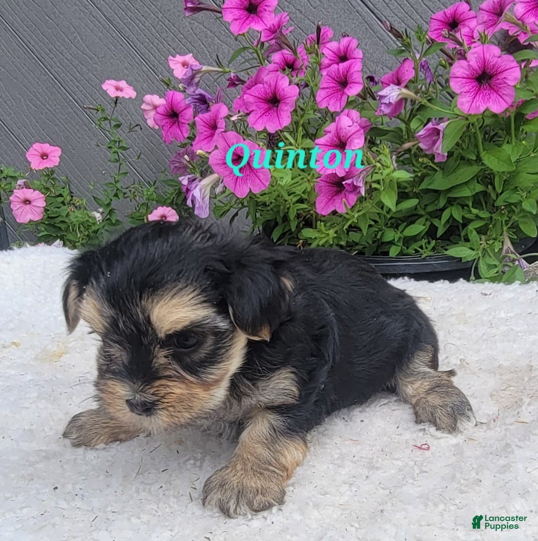 Morkie dogs for sale: Quinton - Image 8