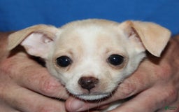 Chihuahua dogs for sale: Ivar - Image 4