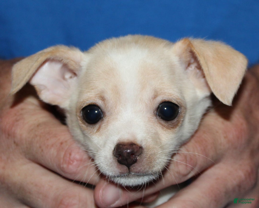 Chihuahua dogs for sale: Ivar - Image 4