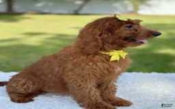 Goldendoodle dogs for sale: Channel - Image 7