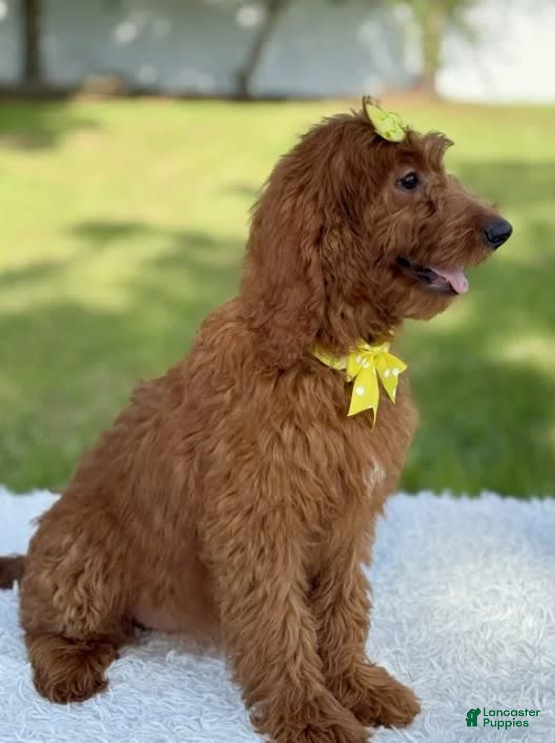 Goldendoodle dogs for sale: Channel - Image 7