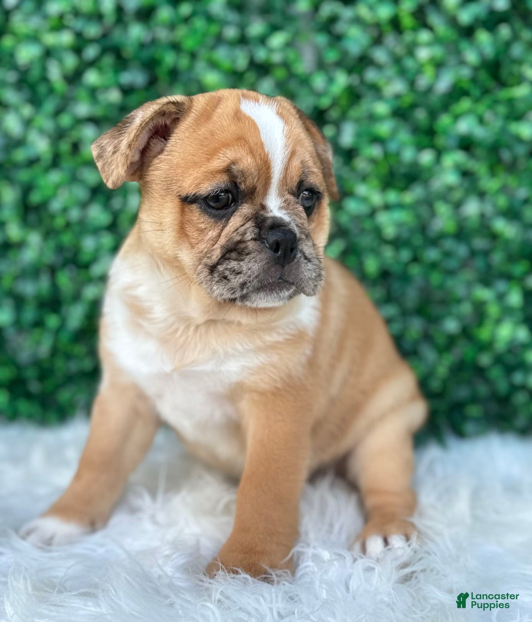 Beabull dogs for sale: Nala - Image 3