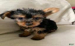 Yorkshire Terrier dogs for sale: Max - Image 5