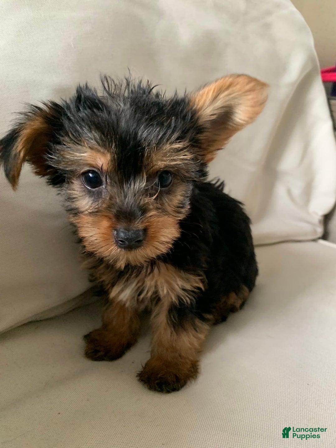 Yorkshire Terrier dogs for sale: Max - Image 5