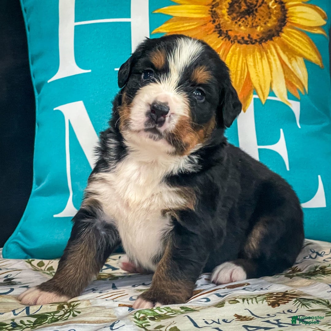 Bernese Mountain Dog dogs for sale: Brianna - Image 4