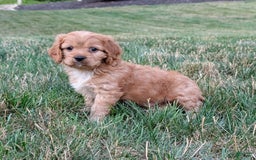 Cavapoo dogs for sale: Rusty - Image 10