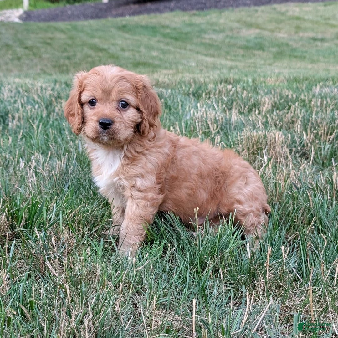 Cavapoo dogs for sale: Rusty - Image 10