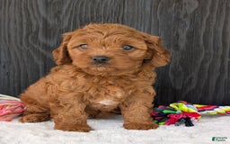 Cavapoo dogs for sale: Loki - Image 20