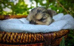 Morkie dogs for sale: Rare Merle Dragonfly - Image 6