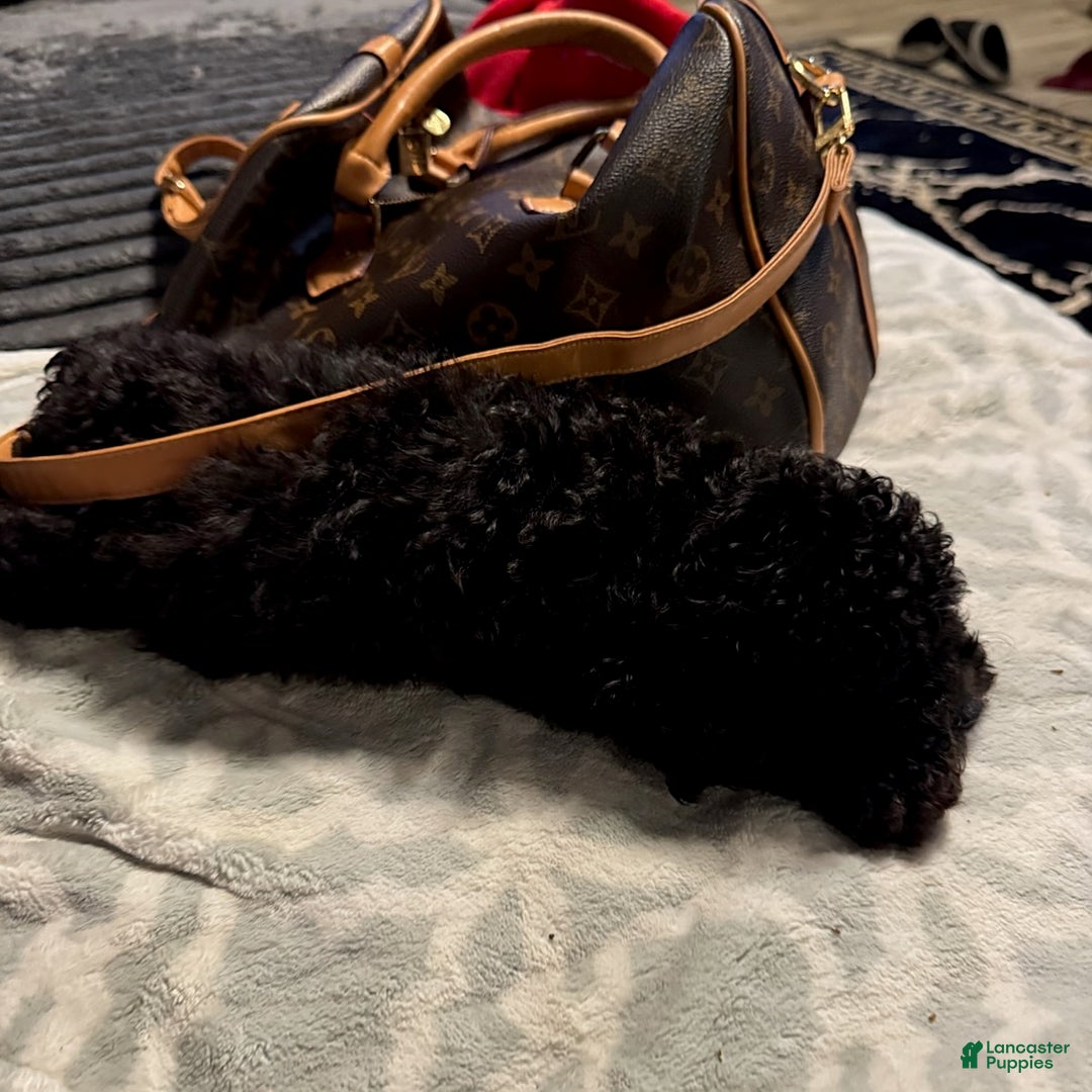 Toy Poodle dogs for sale: Tiny - Image 8