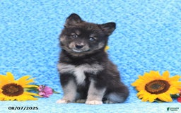 Pomsky dogs for sale: Norah - Image 1