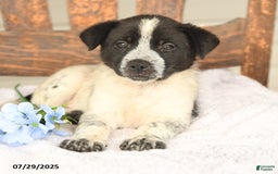 Australian Cattle Dog dogs for sale: Marlin - Image 5
