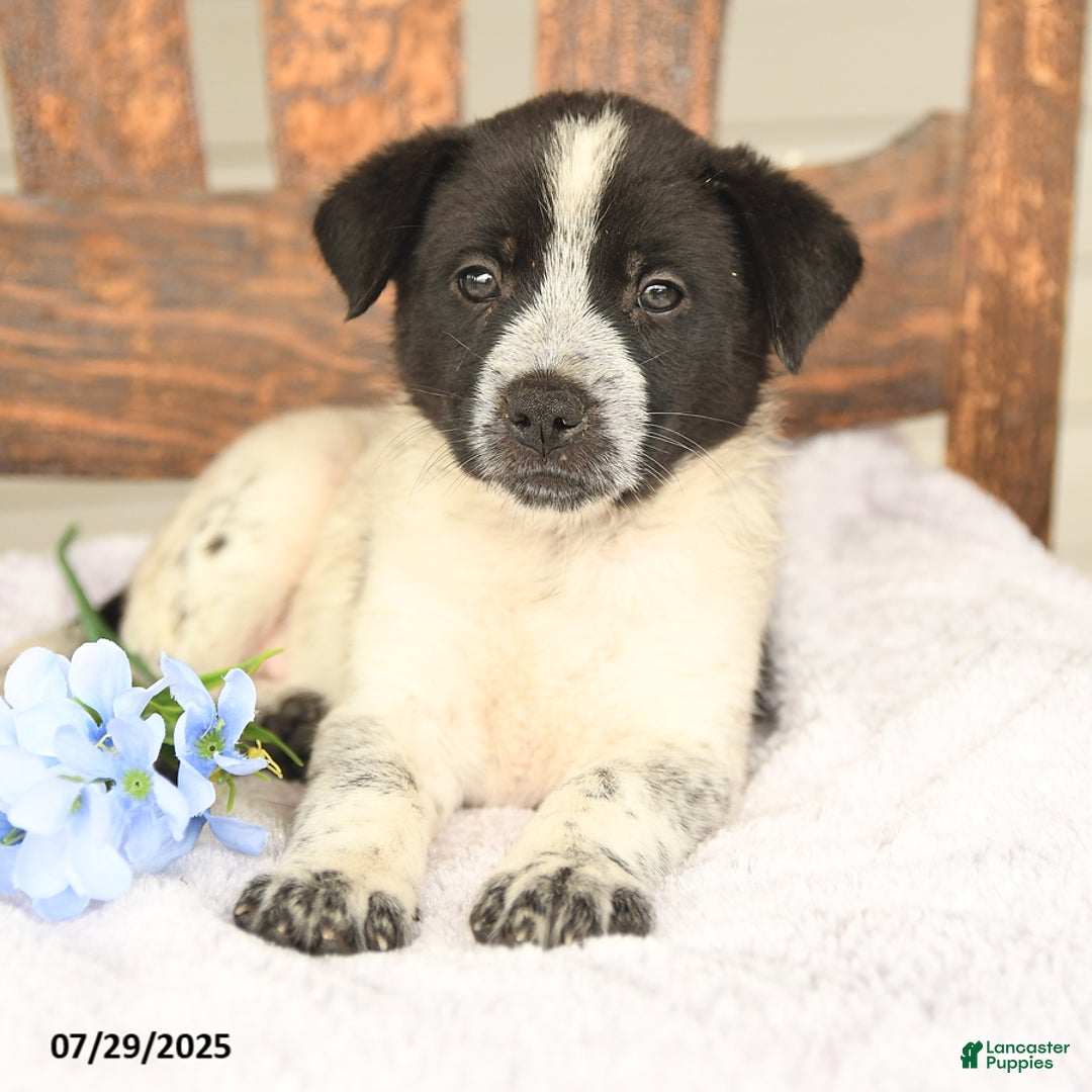 Australian Cattle Dog dogs for sale: Marlin - Image 5